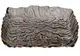 Блюдо Bona Di Nautilus 992-145 15х15х4 см серое