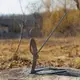 Держатель для сосисок из нержавеющей стали (1 шт)
