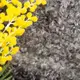 Ткань мех искусственный Каракуль серый