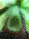 Растение хищник Росянка Алисиа AlienPlants Drosera Aliciae размер М горшок 9 см