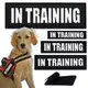 Набор шевронов 4 шт с липучкой In Training для служебных собак, кинологов, кинологическая служба нашивка патч