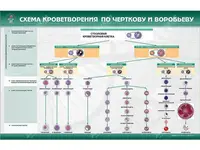 Стенд "Схема кровотворення по Чорткову і Воробйову" Праймед