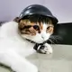 Мотошлем для животных RESTEQ размер M для собаки для кота мини шлем для питомцев для мотоцикла велосипеда стильный аксессуар