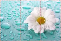 Фотообои текстурированные, виниловые Цветы, 250х380 см, fo01inV_fl102407