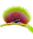 Растение Хищник Венерина мухоловка Дентан AlienPlants Dionaea muscipula Dentate размер L